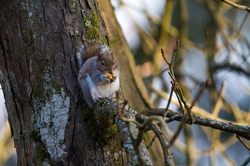 Eastern Gray Squirrel Eating Nut